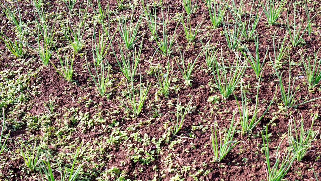 Photo White onion - White onion - Cooking ingredients